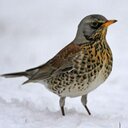 Carol Fielding - @field_fare - Twitter