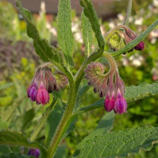 Organic gardener, writer and researcher at Coventry University @CoventryCAWR. Peat-free, seed saving, plants and (wild) bees.