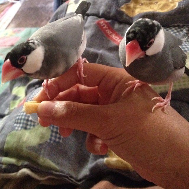 2014.01.23桜文鳥のさくらちゃん 2014.05.03桜文鳥のチビ 2014.12.25シナモン文鳥のリュウちゃんとシルバー文鳥のリンくん 2015.1.21パイド文鳥のシンくん 2015.3.14白文鳥のさくらちゃん お星さまっ✨  桜文鳥と白文鳥とごま塩 飼ってます(*^ー^)ノ♪