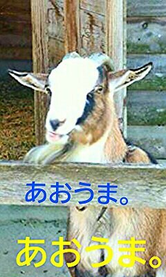 競馬好きです。競馬サークル『うまほーす』代表。馬の毛ストラップ&かわいい馬のストラップhttp://t.co/XMZLwKf93E