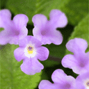 Lisa Leber - @sahmbiz - Twitter