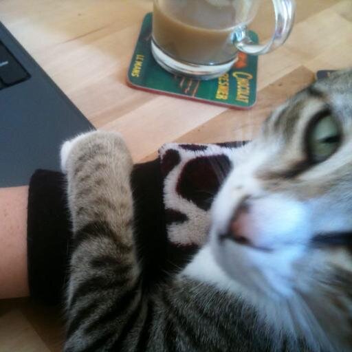 Ex-PR Assistant at @BlanCatUK, now freelance. I like hummus, sleeping, playing fetch. I'm scared of crows. @johannahwithanH is my pet human.
DON'T pick me up!