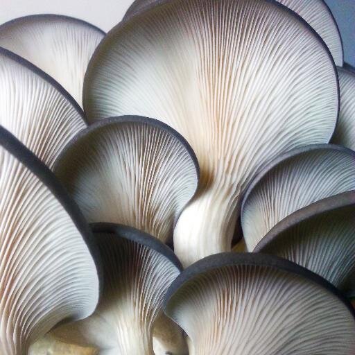 Pioneers growing Oyster mushrooms from waste coffee grounds @ UK's 1st Urban Mushroom Farm. GYO Oyster mushrooms at home in just 14 days with a GroCycle Kit.