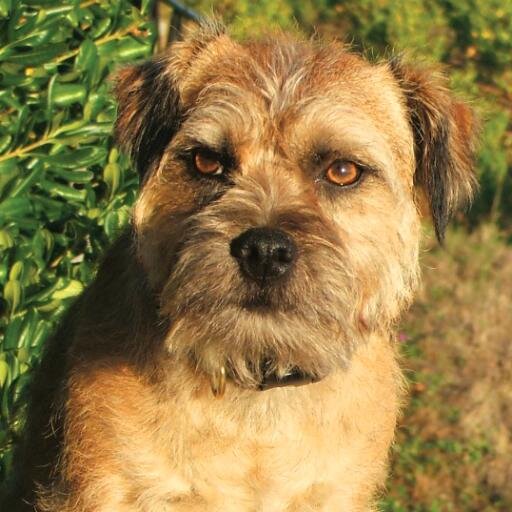 Author. Avon Priestley . His latest book BERTIE'S WAR  available on AMAZON BOOKS. 
The heroics of this brave  Border Terrier on the Western Front in WW1.