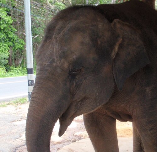 frustpur's profile picture. ...wie ein Elefant: ich vergesse nie!