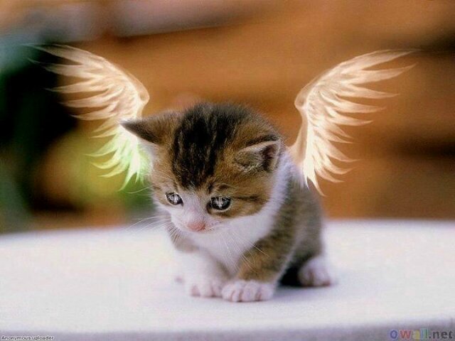 catz_drama Profile Picture