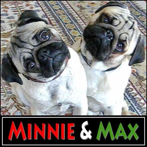 Head-tilting pugs extraordinaire! As seen on Jay Leno, Ellen, Regis & Kelly, GMA, Animal Planet & YouTube. Support Pug Rescue! 🌈💚Max 07/20 🌈❤️Minnie06/23