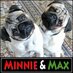 Minnie & Max the Pugs (@MinnieMaxPugs) Twitter profile photo