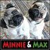 Minnie & Max the Pugs (@minniemaxpugs) Twitter profile photo Minnie & Max the Pugs (@minniemaxpugs) Twitter profile photo