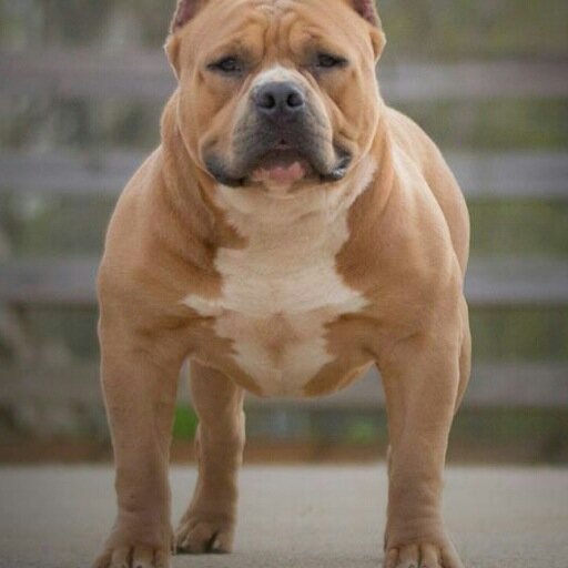 http://t.co/olsQBWZzDa (division of Super Starr Pets) Specialize Diets & Supplements designed 2 Enhance ur K-9's Mental & Physical abilities beyond Immortal DNA