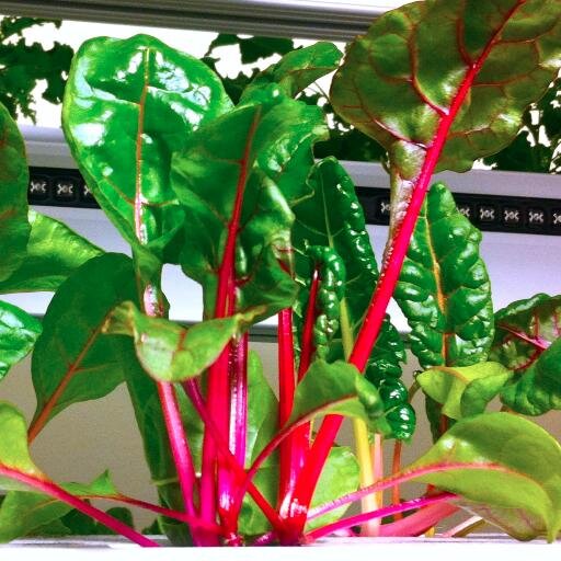 City-Hydroponics designs, builds and operates advanced controlled environment agriculture systems for crop production in urban centers. FB:https://t.co/yXJbhrgT