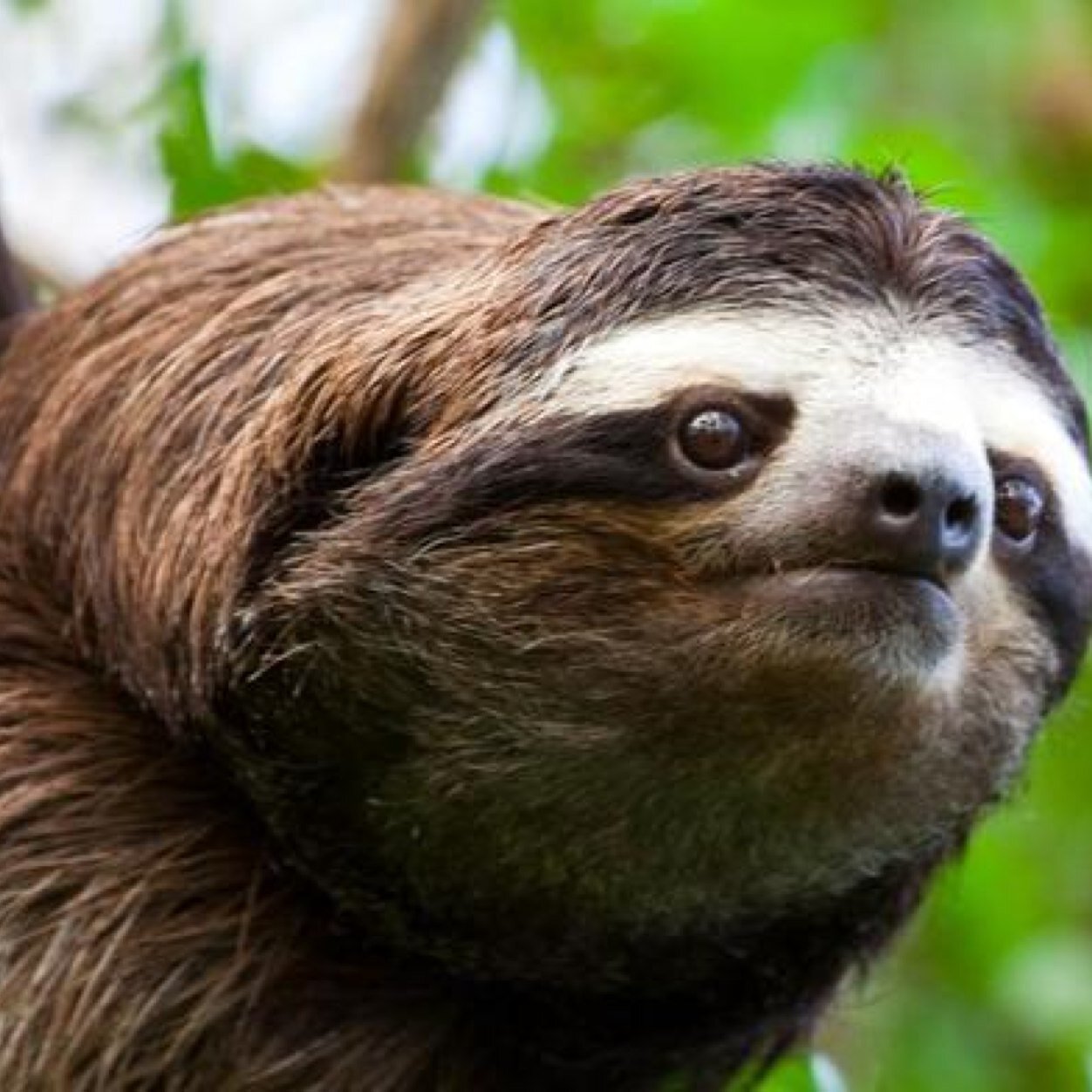 ur fav animal. 

used to be a vball accnt but fuck that im a sloth now