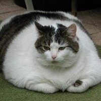 Big Brother(@fatpet) 's Twitter Profile Photo