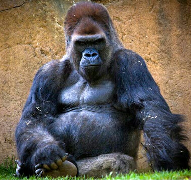 Stay trill, eat bananas, go ape shit.
