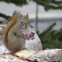 Elizabeth Rhynold (@canadianlibby) 's Twitter Profile
