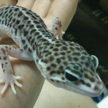 shimyu0432's profile picture. 元KUSB/sax/ ほぼもん太艦これ。そしてTRPG。