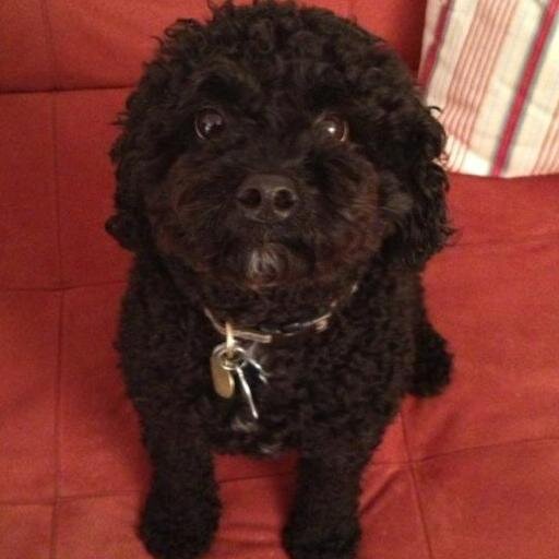 kynlyn75's profile picture. Music lover, aspiring voracious reader, owner of World's Greatest Dog.  All opinions are my own.