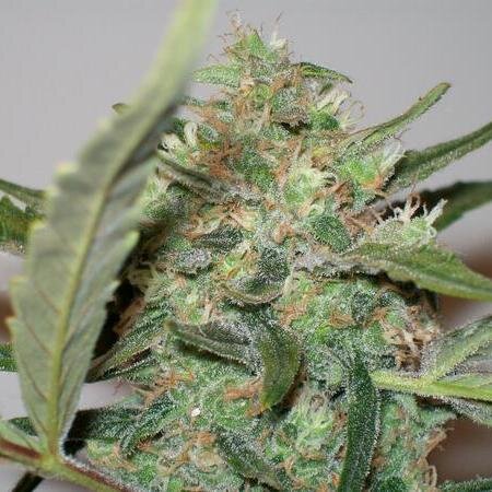 mikehuntgrows's profile picture. #ReLegalize #mmot #MedicalMarijuana #marijuana #cannabis #hemp #MMJ #legalizeMA2016 #GrowYourOwn #NoMoreDrugWar #NoMoreWarOnUs #IntelligentDesign #followback