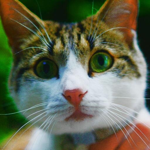 We love cats! against cat haters and animal abusers #cats  at home by @masterkillercat