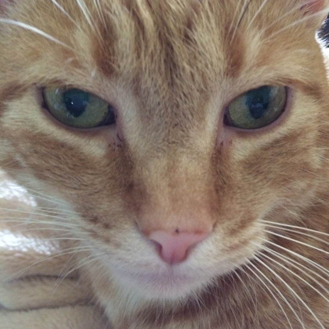 Mom to a big, ginger tabby named DiNozzo. Classic movie and TV fan. DiNozzo is a member of the #SuperSeniorCatsClub.