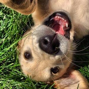 ProLabs_Pets's profile picture. The ProLabs Promise: ProLabs is committed to providing professional quality healthcare products for pets.