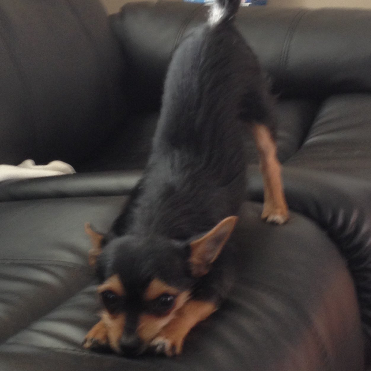 TimbitOlive's profile picture. Hello. We are Timbit and Olive. Follow us to see what kind of trouble we get into next. We love to drive our parents crazy.