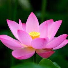 ExecutiveLotus's profile picture. Entrepreneur  Lotus - Specializing in operation set up and expansion