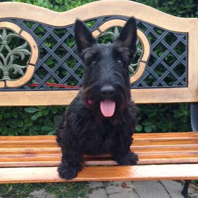 MrPicklesOnMain's profile picture. Hi I'm Mr. Pickles, the proud mascot of @theparkonmain hotel in Highlands, NC. I enjoy the pet-friendly atmosphere & taking strolls through its elegant park.