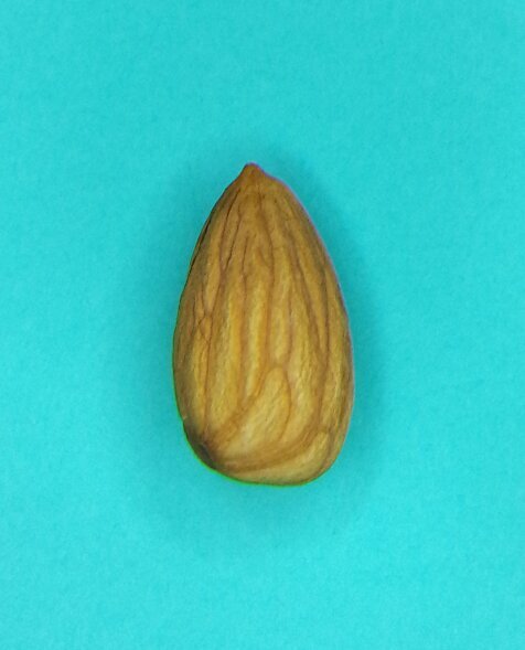 I'm a nut, apparently... and yes, I know my avatar is a seed of the almond drupe - not a nut. It is also not a genuine photo of me.