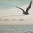 BirdAQuote's profile image