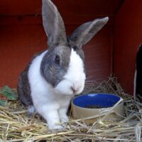 Sheila Whitehouse (@snoopy_silver) 's Twitter Profile