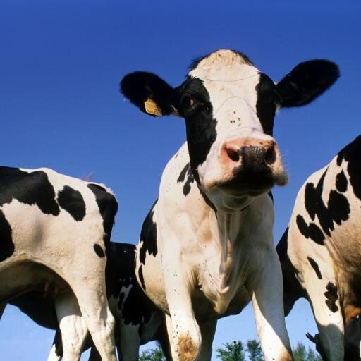 Teagasc Moorepark Walsh Fellow | Dairy farming | Doonbeg, Co. Clare, Ireland