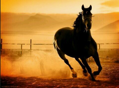 _mohammed9099's profile picture. 