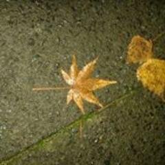 JulianKnoth's profile picture. 