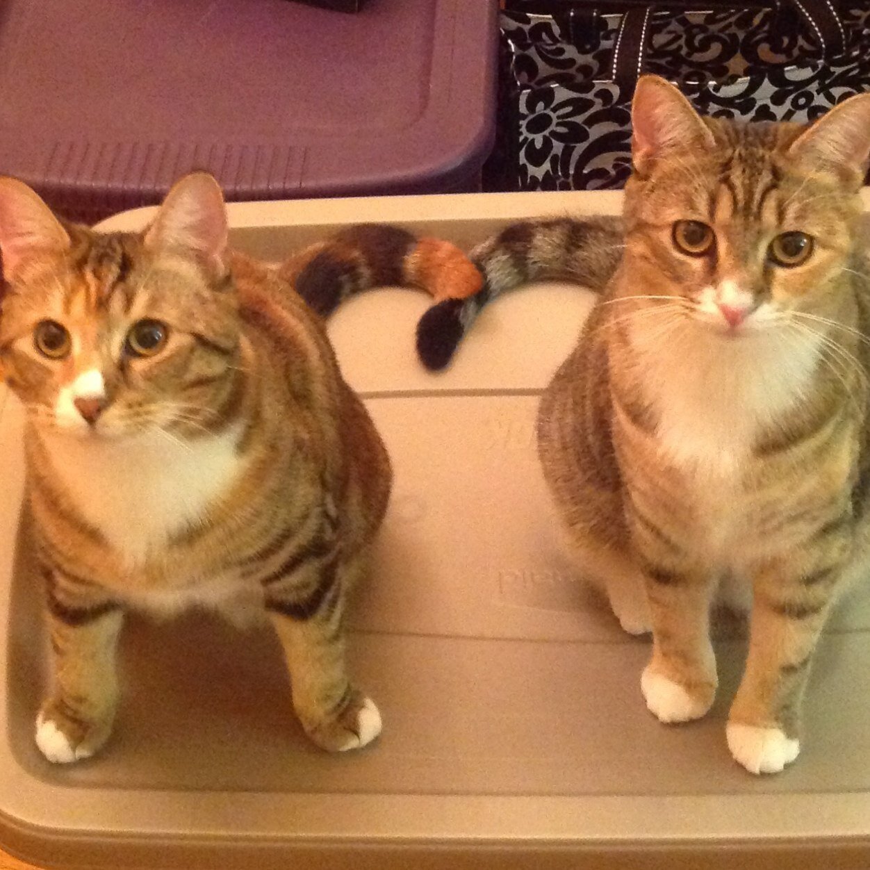 tlmindycat's profile picture. 