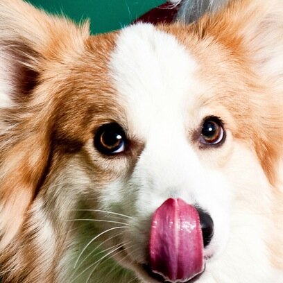 Founder & CEO Happy Hands Happy Dogs