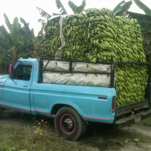 platexDzor's profile picture. platexD