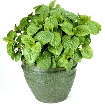 Lemon balm or Melissa officinalis is the valuable gift of our mother nature. Join me to discover the wonders of Lemon Balm.