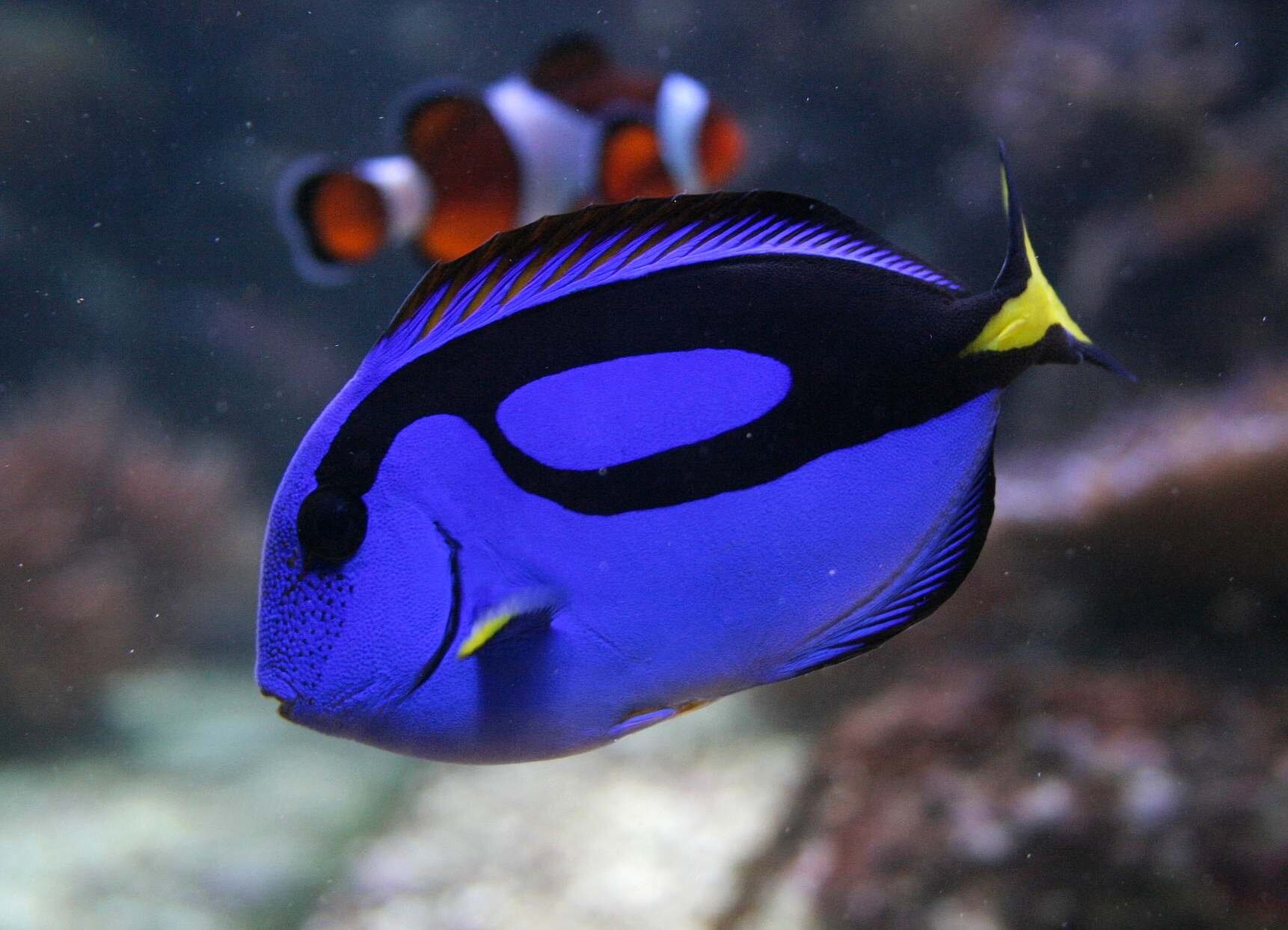 Dory In Real Life on Twitter: "My brain has apparently