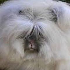 ANIMALSR2CUTE Profile Picture