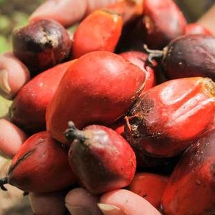 ConflictPalmOIL's profile picture. We want to bring information about Palm Oil to consumers, let them know what products have Palm Oil in them, what products are Palm Oil-Free.