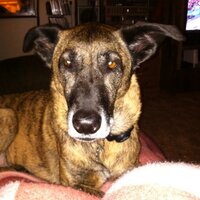 ShaquandaJean (@dobsonwalker) 's Twitter Profile