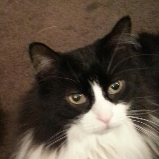 Why has my cat taken over my twitter feed? Technology and branding nerd. Me, not my cat.
