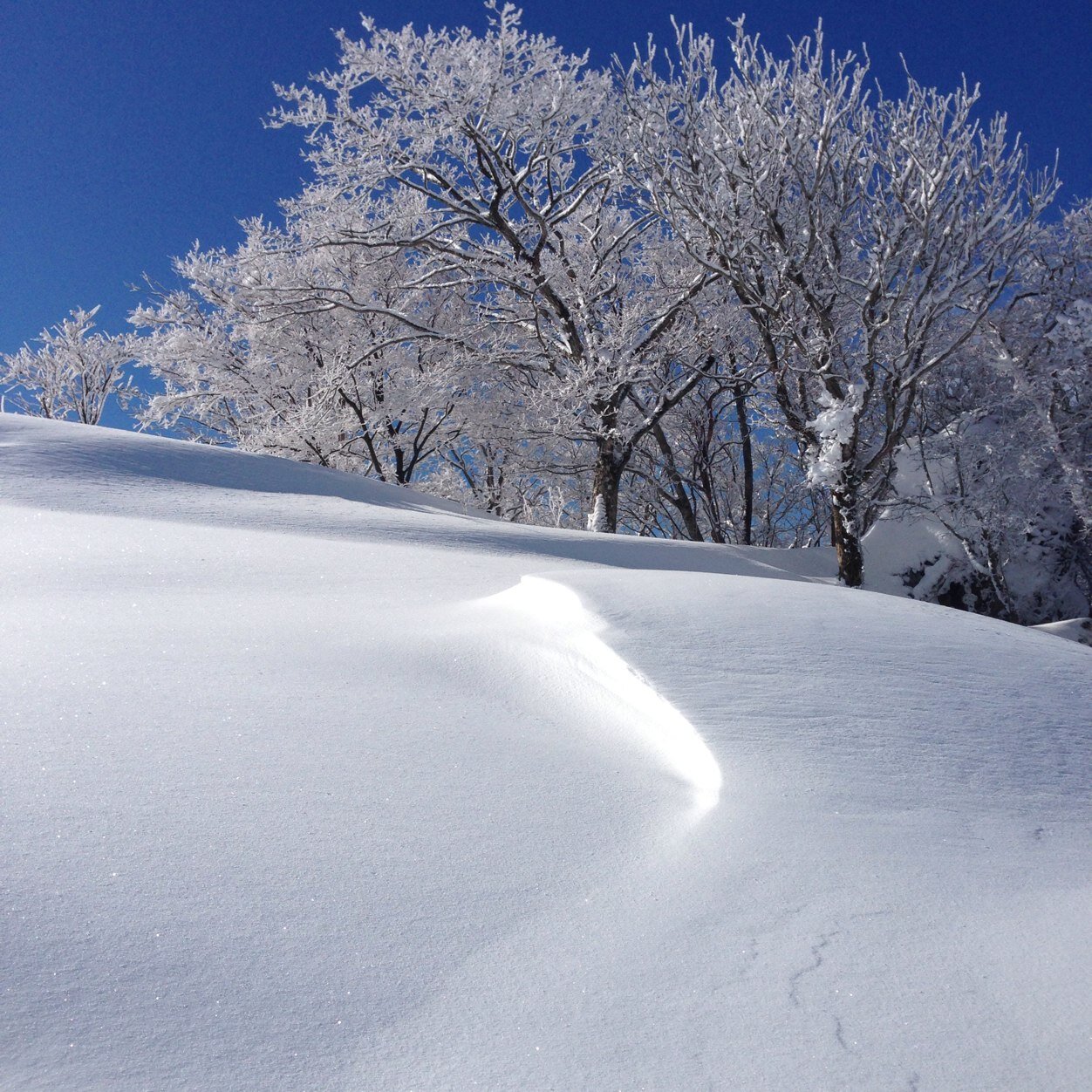 スキー🎿・スノーボード🏂大好き🍀 大阪出身の男です。阪神ファン🐯 動物大好き（猫、犬、ハムスター、ウサギ）ラーメン大好き🍜、 元維新支持者でしたがTwitterで目が醒め反維新になりました。政党はれいわが好き　無言フォローお許しください🙇‍♂️