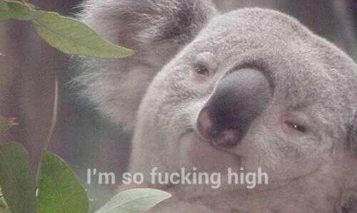 koalas are hoodrats so here are some facts
