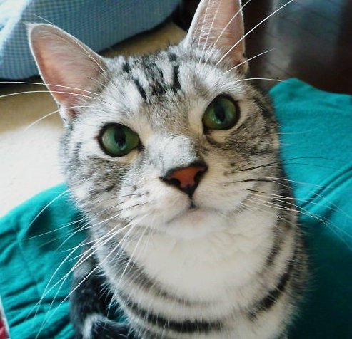 jun29jun's profile picture. 猫飼い２匹の可愛い猫がいます。サザン、桑田さん高橋一生大好き。