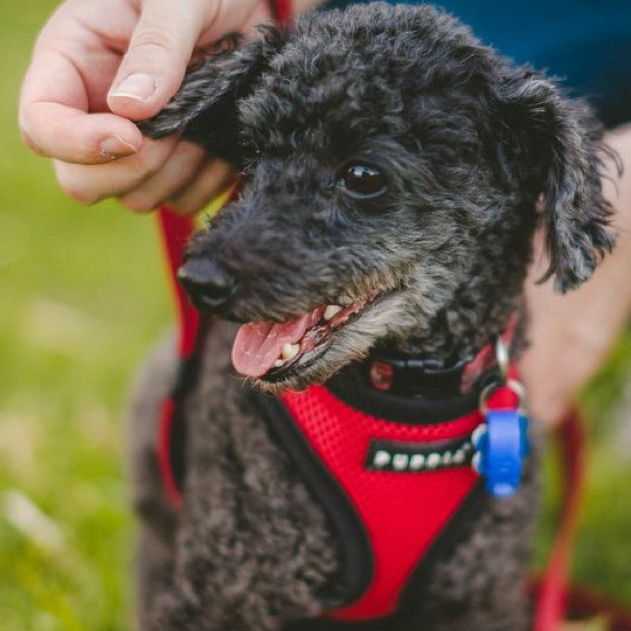 I'm a small, charming & handsome toy poodle! I love chasing my ball, going for walks & barking at people walking past my house! I love my mum & dad too