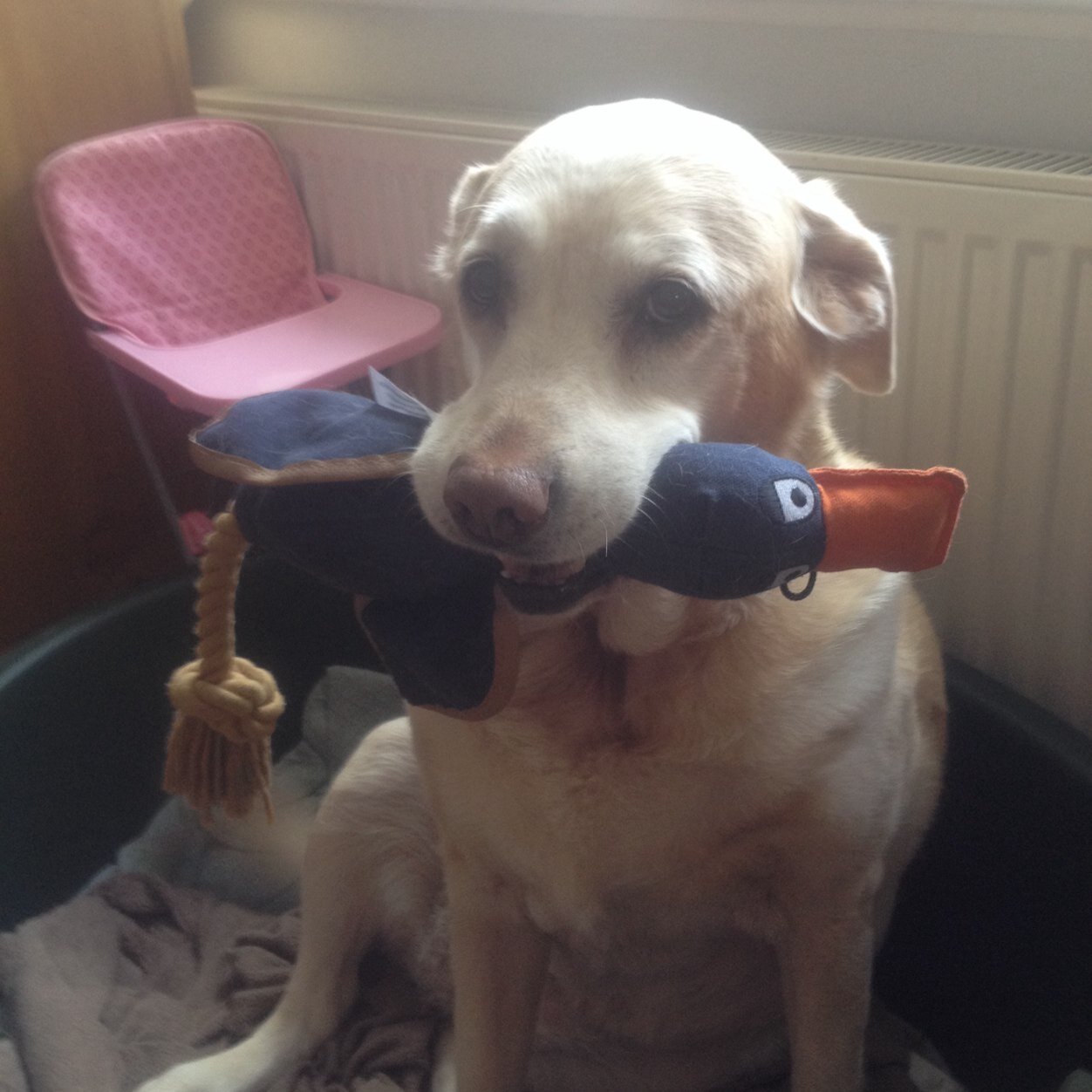 GMattacks's profile picture. never knowingly sold