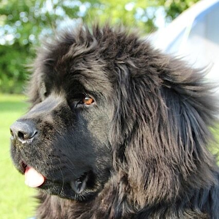 HouseAndHounds's profile picture. Beautifully designed products for style conscious owners of large dogs.