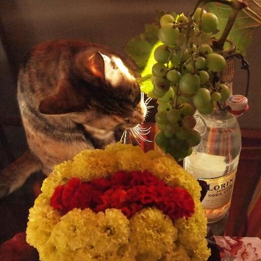 salonMISA's profile picture. 生命力に満ちたお花は、貴女を癒すだけでなく、あなたの大切な人達も幸せにしてくれる素敵な力があるのです。お花が持つヒーリングやセラピー効果を暮らしの中に取り入れて、イキイキした毎日を＾＾そんなお手伝いになれば嬉しいです。